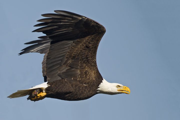 Coastal Latest & Greatest: Bald Eagles, Barrier Islands, and a Disappearing Boot. 3 Stories You Should Read this Weekend.