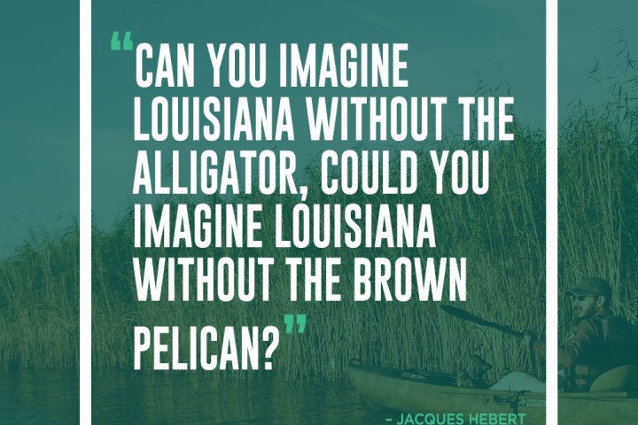 Delta Dispatches: Louisiana Wildlife: Alligators, Pelicans and Bears, Oh My!