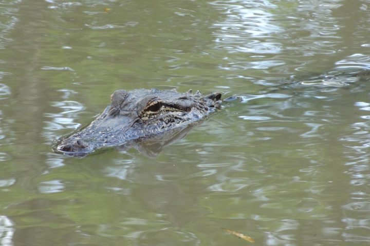 Strategic Marsh Creation Can Make a Big Difference in the Barataria Basin