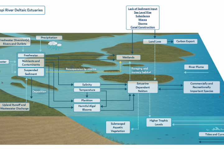 Exploring the Connections between the Mississippi River and the Gulf of Mexico