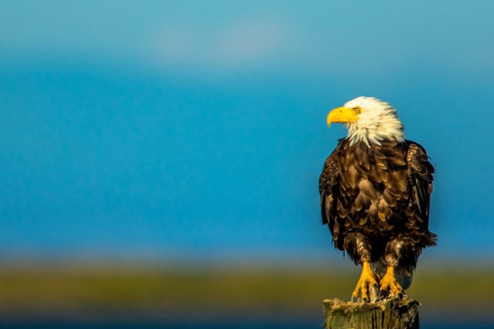 What will the future look like for Bald Eagles in coastal Louisiana?