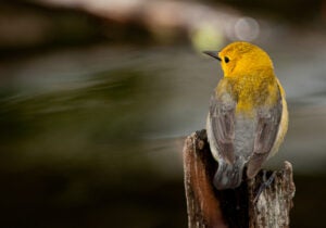 Prothonotary Warbler. Photo Credit: Audubon Photography Awards, Owen Deutsch