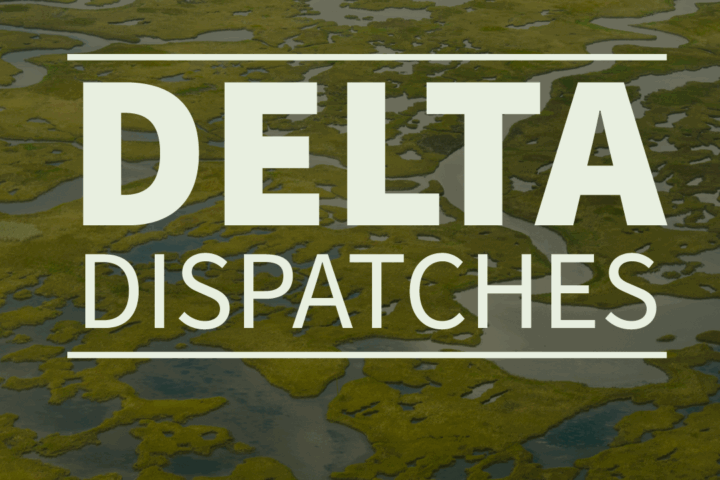 Delta Dispatches: Back to the Bayou