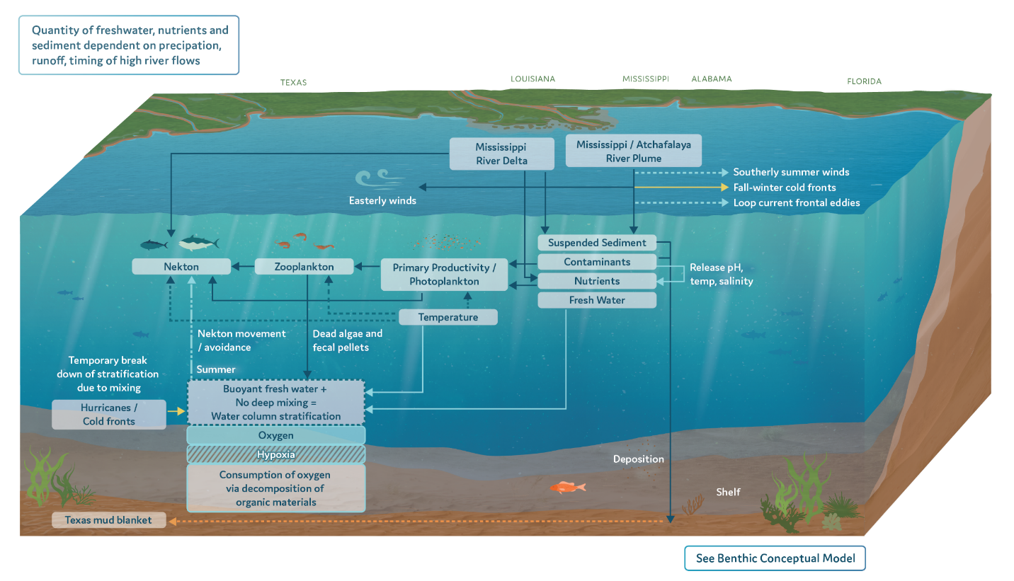 Waters column. Мертвые зоны мирового океана. Dead Zones of the Ocean. Бентос Нектон планктон Нейстон. Залив Атчафалайя.